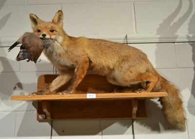 Lot 1017 - Red Fox (Vulpes vulpes) full mount late 20th century with a Jay as prey, mounted on an oak wall...