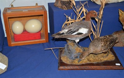 Lot 1018 - Wigeon (Anas penelope) circa 20th century a pair of full mounts the male stood upon a faux rock...