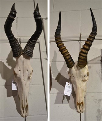 Lot 1020 - Red Hartebeest (Alcelaphus caama), modern, horns on upper skull; and Blesbok (Damaliscus pygargus)