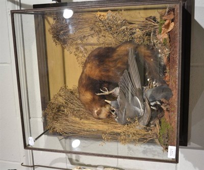 Lot 1021 - Polecat with pigeon prey, full mount in a naturalistic setting enclosed within a four glass...