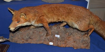 Lot 1024 - Fox (Vulpes vulpes) full mount in stalking pose stood upon a cut tree trunk