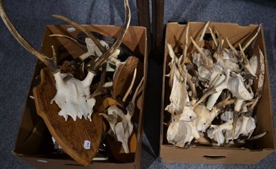 Lot 1025 - European Red Deer (Cervus elaphus) two boxes of juvenile killers antlers, some on wood shields