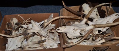 Lot 1026 - European Red Deer (Cervus elaphus) two boxes of juvenile killers antlers, some on wood shields