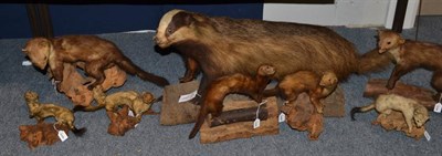 Lot 1027 - Badger (Meles meles) full mount stood upon a sliced tree trunk, Pine martins two full mounts...