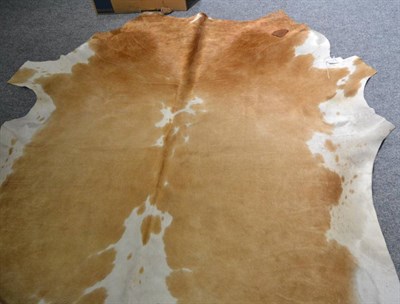 Lot 1028 - Nguni Cow Hide (Bos taurus), modern, excellent quality AA grade caramel brown and white pied...