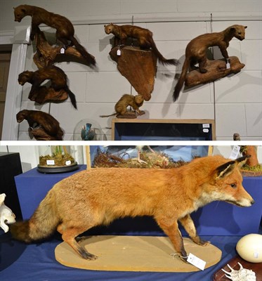 Lot 1031 - Red Fox (Vulpes vulpes) full mount on a gritted base, Pine martin three full mounts, Pole cats...