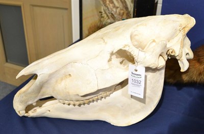 Lot 1032 - Burchell's Zebra (Equus quagga), modern, skull, 55cm long by 31cm high approx With green game...