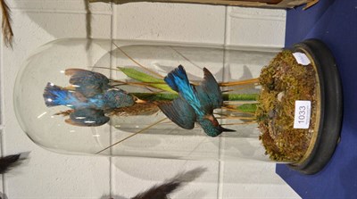 Lot 1033 - A pair of Kingfishers (Alcedo atthis), circa 1920, enclosed under a tall glass dome, both birds...