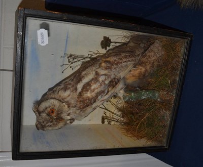 Lot 1034 - Long Eared Owl (Asio otus) circa 1900 full mount enclosed within a single glass ebonised pine case