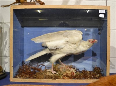 Lot 1035 - Very rare Albino Grey Goshawk (Accipiter novaehollandiae) circa 1920, full mount with rabbit...