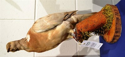 Lot 1036 - White Wood Pigeon, full mount perched upon a tree stump on oak cut base, 40cm high