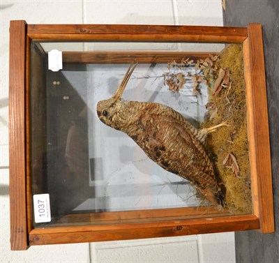 Lot 1037 - Woodcock (Scolopax rusticola), circa late 20th century, full mount amongst moss and leaves, against