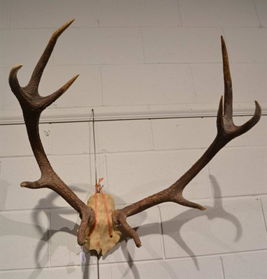 Lot 1038 - Red Deer Antlers (Cervus elaphus) antlers on part upper skull 10 points (5+5)