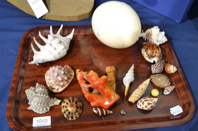 Lot 1040 - A small collection of various sea shells including cowry and a piece of red coral, also an...