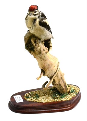 Lot 215 - Lesser spotted Woodpecker