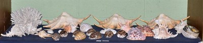 Lot 269 - A shelf of sea shells