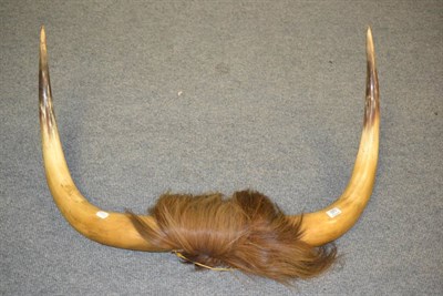 Lot 371 - Set of cow horns