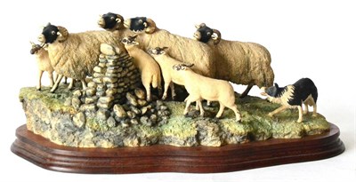 Lot 88 - Border Fine Arts 'Gathering In The Strays' (Sheep and Collie), model No. JH28 by Ray Ayres, limited