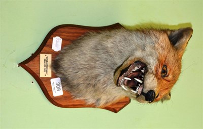 Lot 308 - Fox mask on oak shield 'Gawbarrow Hall 1922'