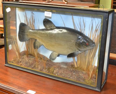 Lot 1230 - A cased Tench, June 1962