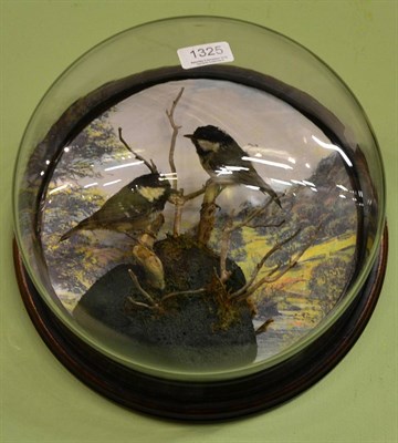 Lot 1325 - Coal tits (Periparus ater), a pair of full mounts, modern, perched amongst twigs and mossy...