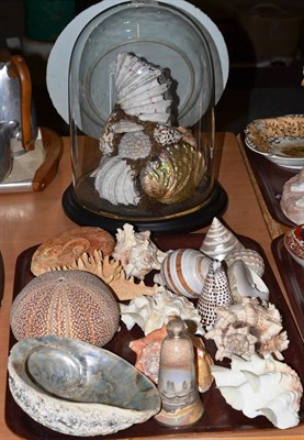 Lot 283 - Seashells under a dome and a tray of seashells