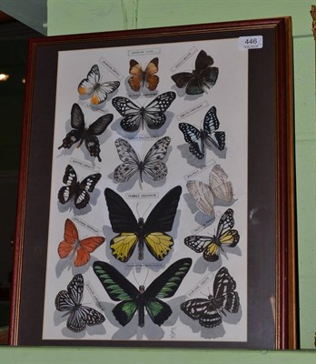 Lot 446 - Isabel Shaw, studies of butterflies and another of hydrangeas, watercolour (2)