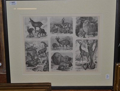 Lot 485 - Eleven framed black and white prints depicting animals