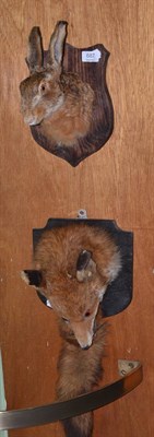 Lot 687 - Mounted fox mask and brush and a mounted hare's head (2)