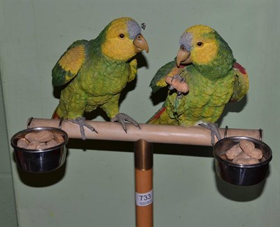 Lot 733 - Country Artists 'Voice of the Amazon Parrots', on wood stand