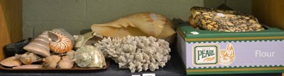 Lot 159 - Shelf of assorted decorative seashells, etc