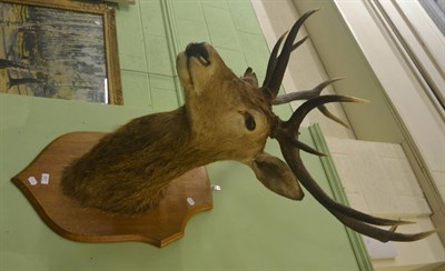 Lot 667 - A red deer shoulder mount on oak shield, eleven points