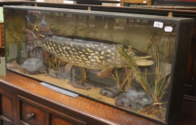 Lot 689 - A large cased pike