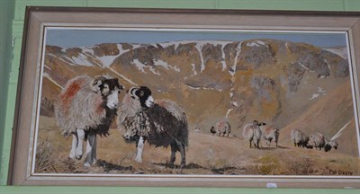 Lot 494 - Pat Cleary (20th/21st century contemporary), Scottish Ewes in landscape, oil on canvas