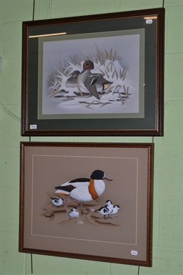 Lot 514 - Andy Graystone, study of shoveller duck and chicks, gouache, signed and dated (19)81 and an...