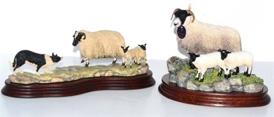 Lot 5033 - Border Fine Arts 'Blackie Ewe and Lambs', model No. B0887 by Ray Ayres, limited edition...