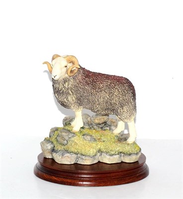 Lot 5070 - Border Fine Arts 'Herdwick Tup', model No. B0705 by Ray Ayres, limited edition 376/750, on wood...