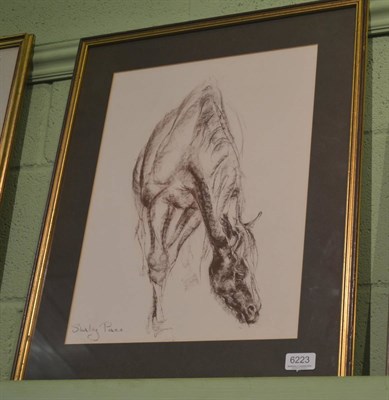 Lot 6223 - Shirley Pace (Contemporary), Study of the horse Circus Plume grazing, signed, coloured chalk,...