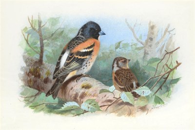 Lot 18 - Archibald Thorburn (1860-1935)   "Brambling "  Signed, watercolour and gouache, 16cm by 24cm...