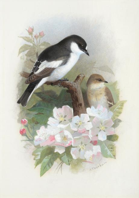 Lot 19 - Archibald Thorburn (1860-1935)   "Pied Flycatcher " Signed, watercolour and gouache, 23.5cm by 17cm