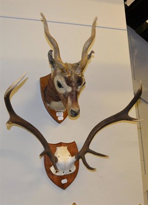 Lot 1024 - Pair of red deer antlers on frontlet and a black buck head mount circa 1920, both on shield...