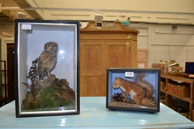 Lot 1186 - Taxidermy specimen of a Little Owl circa 1910, cased, together with a cased Red Squirrel