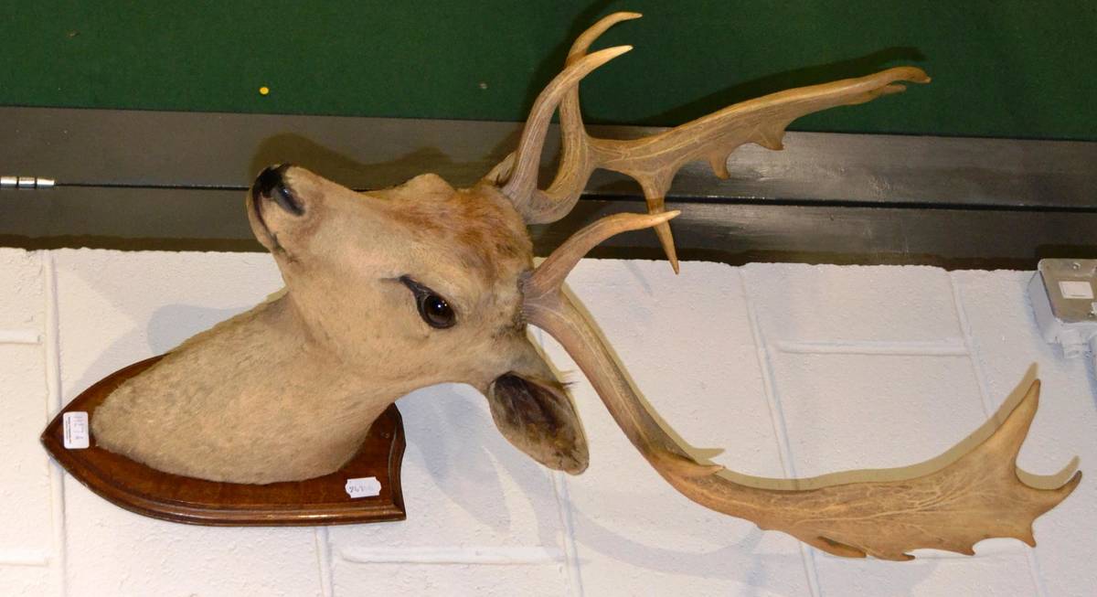 Lot 1127 - A fallow deer shoulder mount on oak shield by E Allen & Co, Stonegate, York. circa 1920