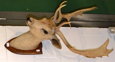 Lot 1127A - A fallow deer shoulder mount on oak shield by E Allen & Co, Stonegate, York. circa 1920