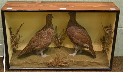 Lot 171 - Ornithological display case with pair of grouse