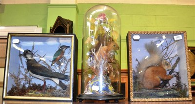 Lot 362 - Red squirrel under a glass dome, cased lapwing and kingfisher and a red squirrel in an ebonised...