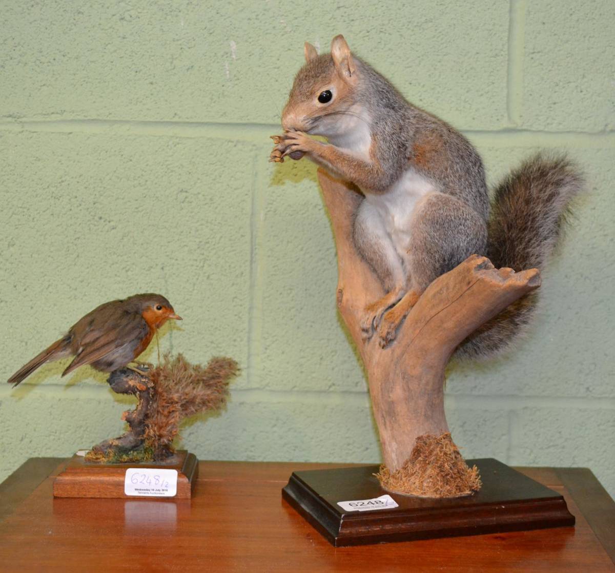 Lot 6248 - Grey squirrel full mount and a robin