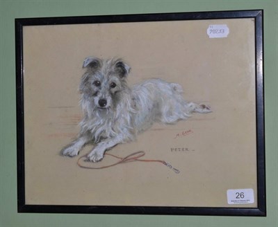 Lot 26 - Framed pastel of a long haired terrier 'Peter', signed Mabel Gear