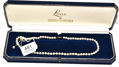 Lot 481 - Cased strand of cultured pearls with gold clasp and a pair of stud earrings