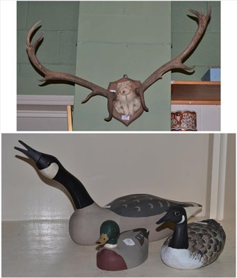 Lot 217 - Pair of antlers on oak mounts, modern painted decoy duck signed Paul, a smaller example with...